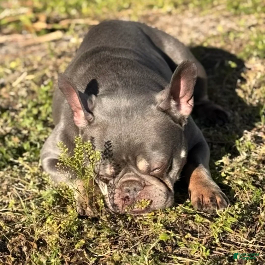 French Bulldog dogs for sale: Sage - Ad 16