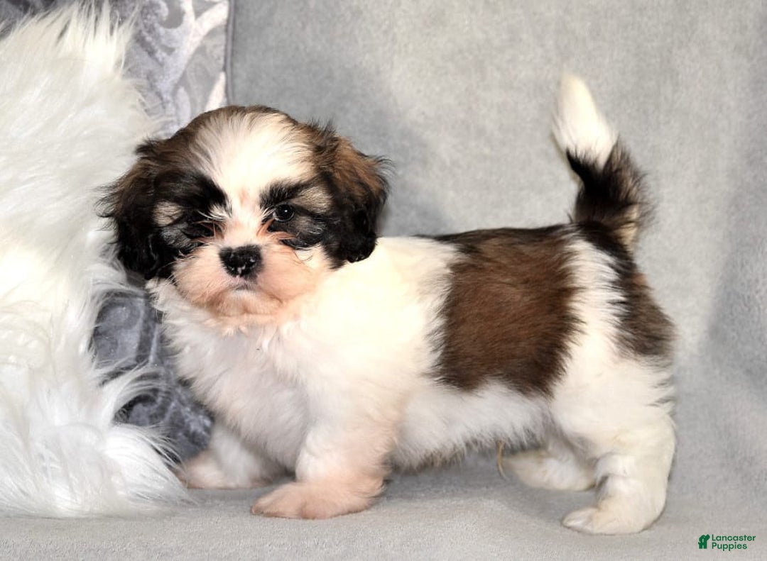 Gallery Image {{count}}