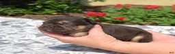 French Bulldog dogs for sale: Colby - Ad 4