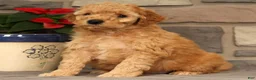 Mini Goldendoodle dogs for sale: Santana - Ad 4