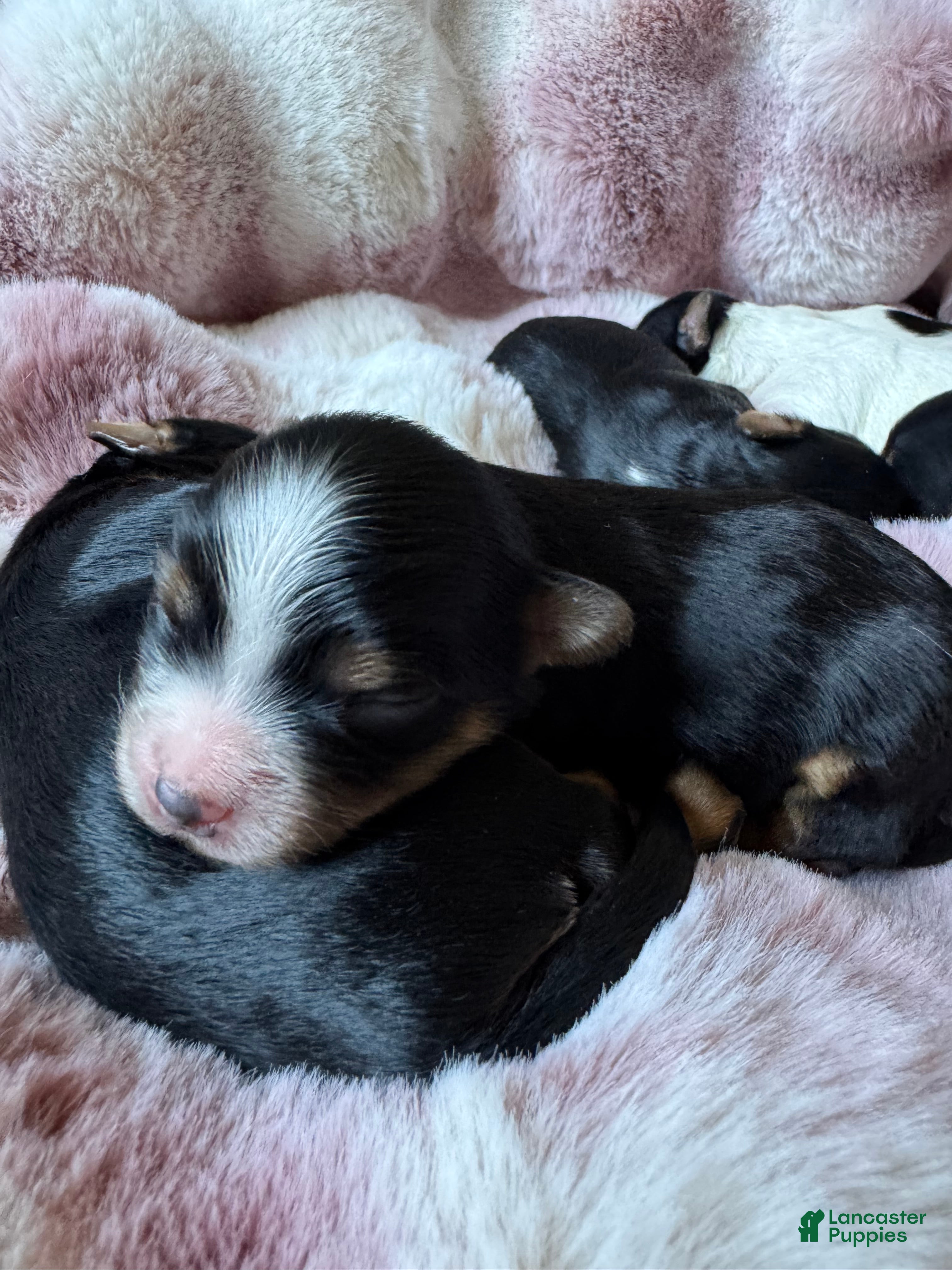 Mixed Breed dogs Mixed Breed 5 - Ad 32