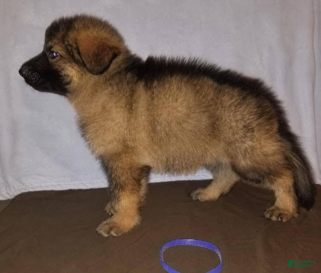 German Shepherd dogs for sale: Red - Ad 2