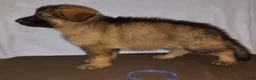 German Shepherd dogs for sale: Red - Ad 1