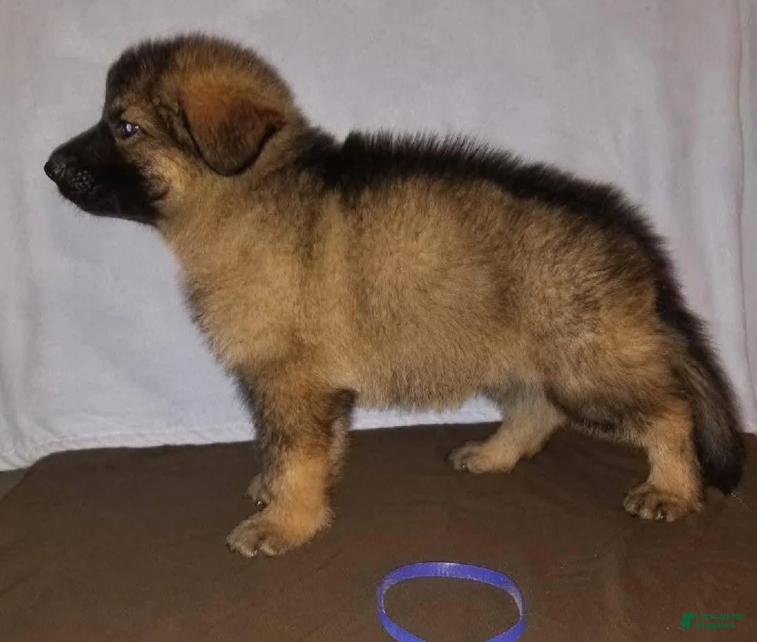 German Shepherd dogs for sale: Red - Ad 1
