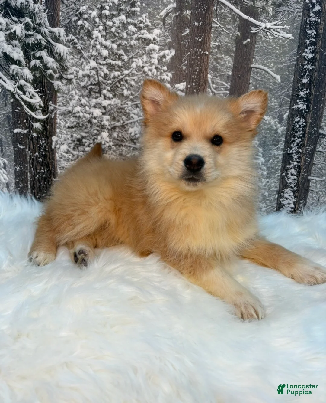 Pomsky dogs for sale: Pomsky Puppy 2 - Ad 2