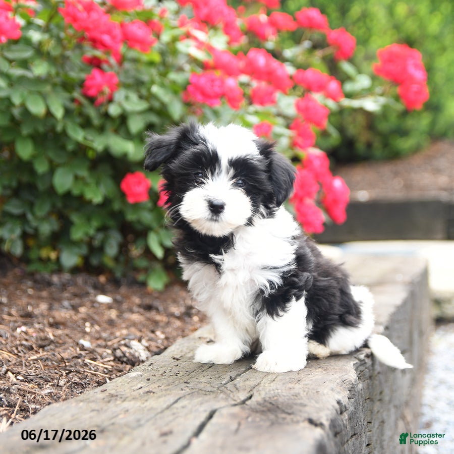 Mixed Breed dogs Jade - Ad 1