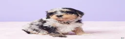 Mini Bernedoodle dogs for sale: Milo - Ad 4