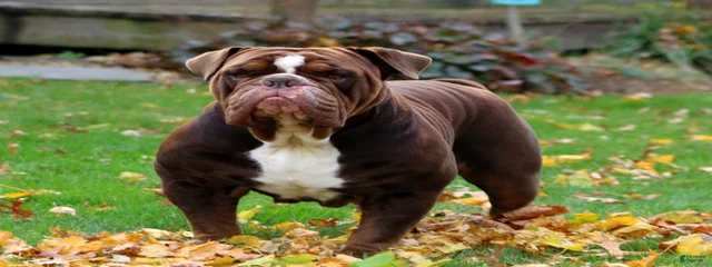 BR. STONEWALL BULLDOGGES DUKE
