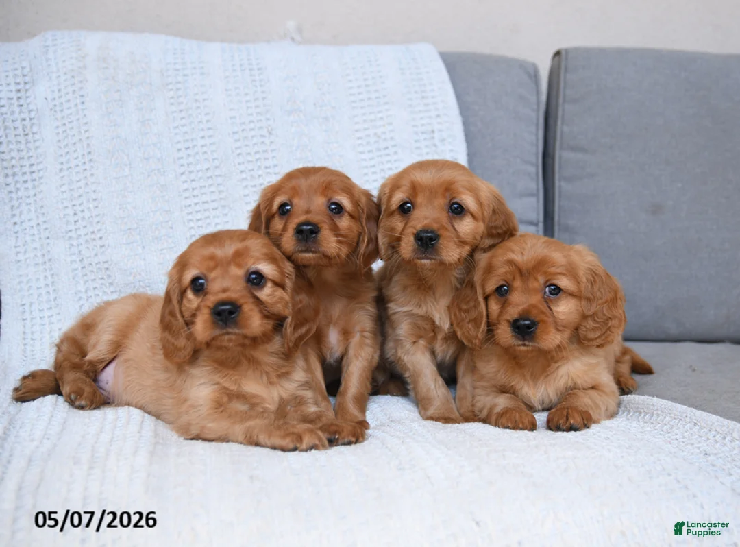 Miniature Golden Retriever dogs for sale: Buster - Ad 2