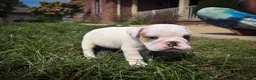 English Bulldog dogs for sale: Oliver - Ad 3