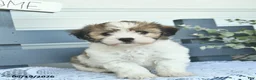 Havanese dogs for sale: Duke  - Ad 3