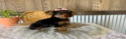 Yorkshire Terrier dogs for sale: Sharla - Ad 5
