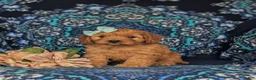 Cavapoo dogs for sale: Tori - Ad 2