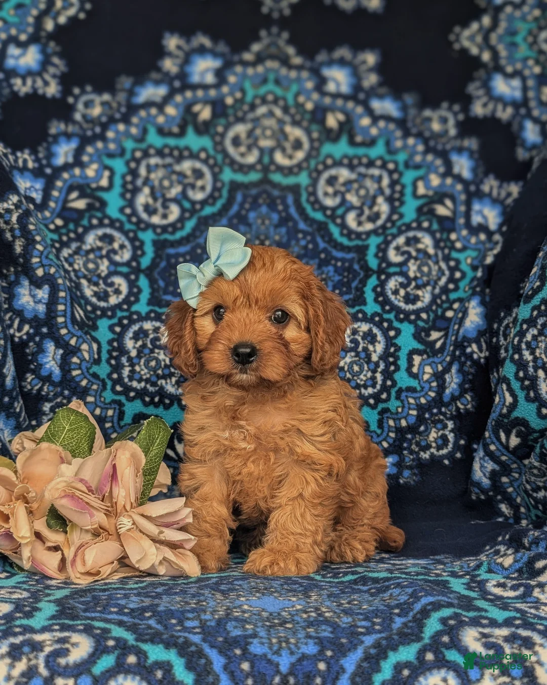 Cavapoo dogs for sale: Tori - Ad 2