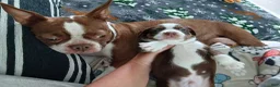 Mixed Breed dogs for sale: Mixed Breed 2 - Ad 13