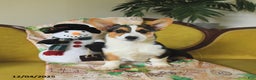 Welsh Corgi Pembroke dogs for sale: Nellie - Ad 1