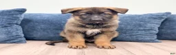 German Shepherd dogs for sale: Mike - Ad 1