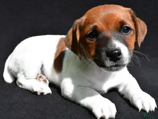 Jack Russell Terrier dogs for sale: Livia - Ad 1