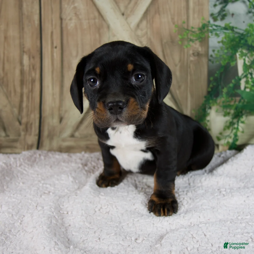 Mixed Breed dogs for sale: Winnie - Ad 1