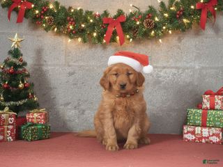 Golden Retriever dogs Destiny - Ad 5