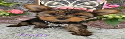 Yorkshire Terrier dogs for sale: Holly - Ad 3