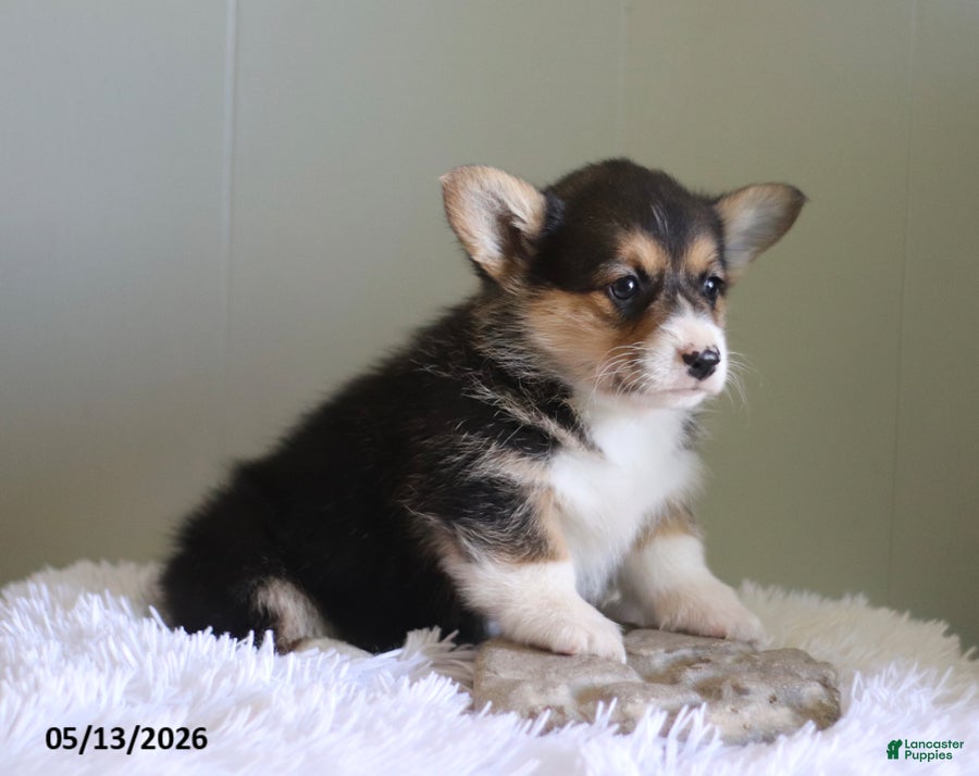 Welsh Corgi Pembroke dogs Cassie - Ad 1