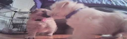 Mixed Breed dogs for sale: Baby Bear - Ad 3