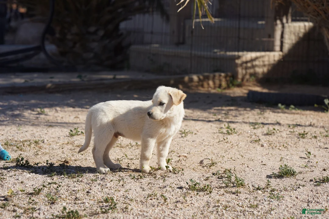 Mixed Breed dogs for sale: Toes M Lorek - Ad 15