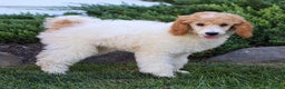Standard Poodle dogs for sale: Ronnie - Ad 22