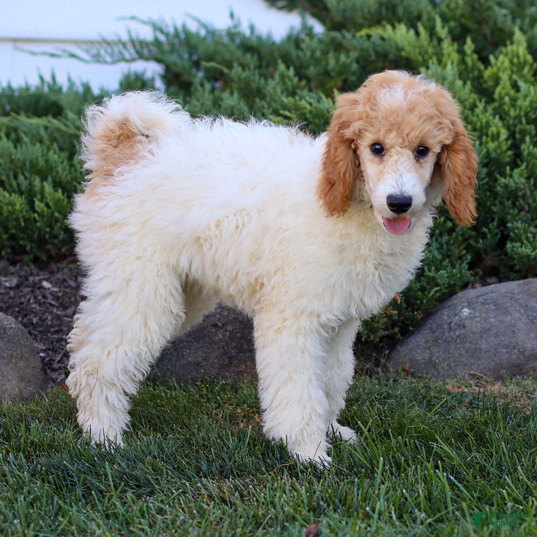 Standard Poodle dogs for sale: Ronnie - Ad 22