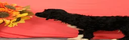Cavapoo dogs for sale: Victor - Ad 4