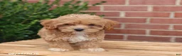 Maltipoo dogs for sale: Nicki - Ad 5