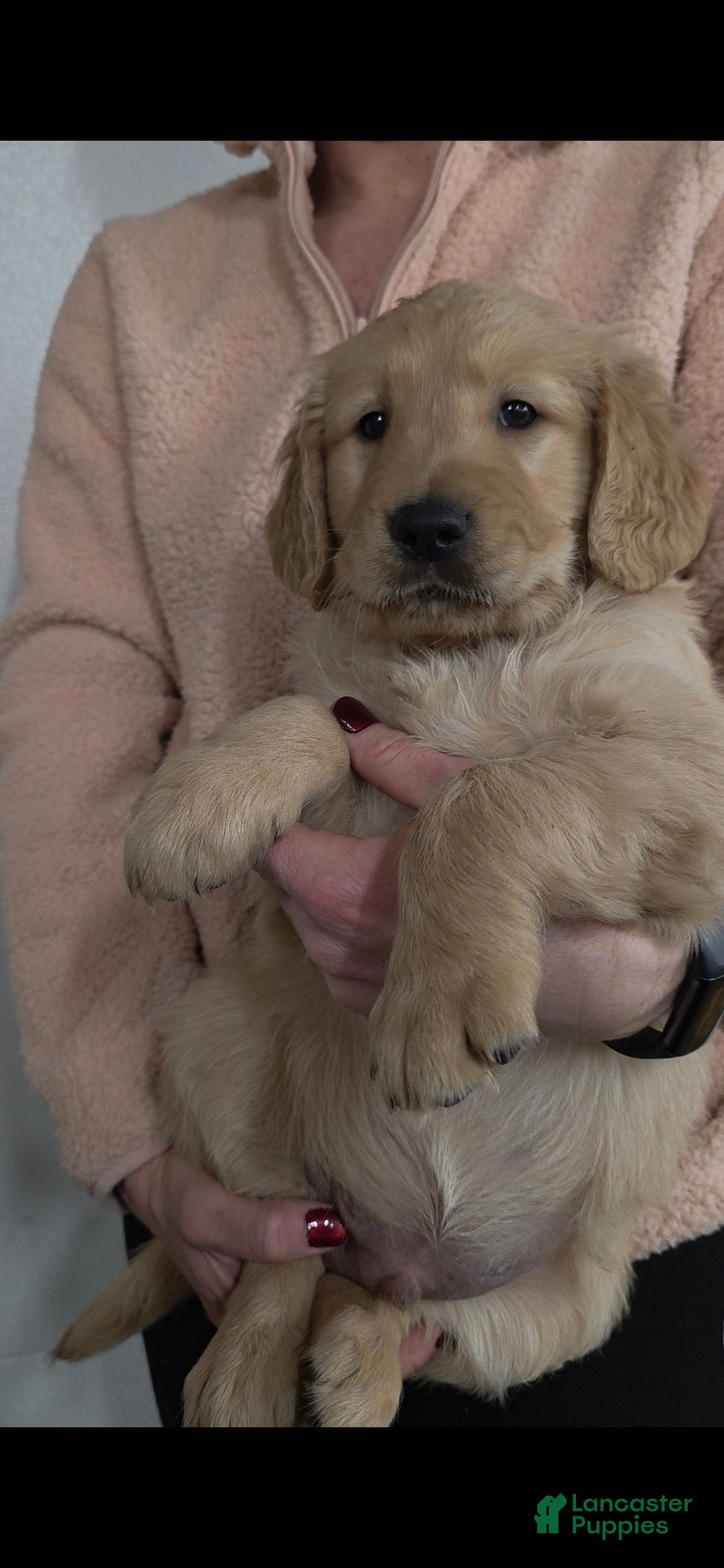 Golden Retriever dogs Chippy - Ad 2