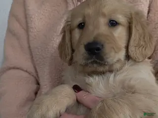 Golden Retriever dogs Chippy - Ad 2