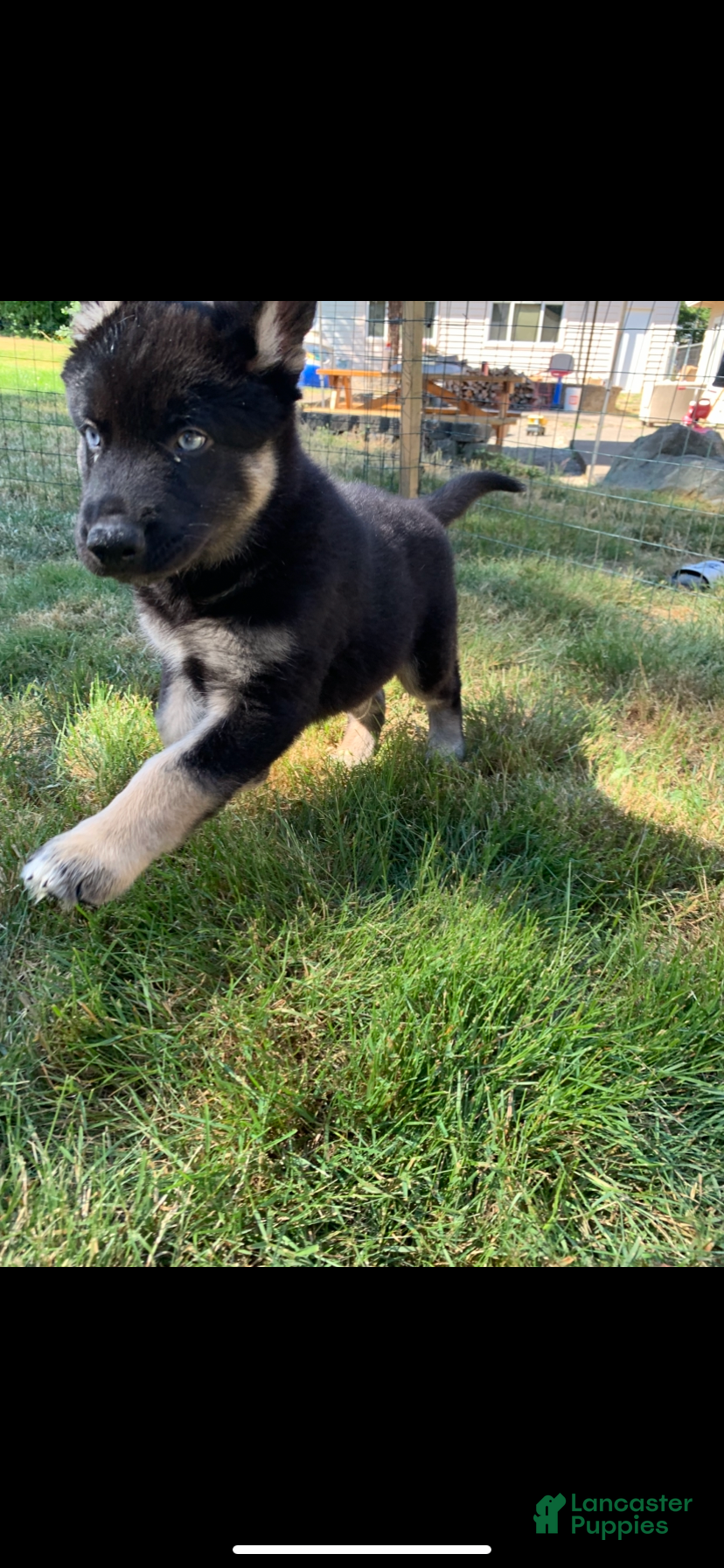 Gerberian Shepsky dogs Teddy - Ad 1