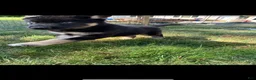 Gerberian Shepsky dogs for sale: Teddy - Ad 1