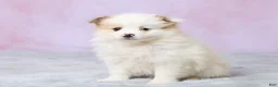 Pomeranian dogs for sale: Tulip - Ad 2