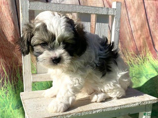 Shihpoo dogs Nob - Ad 36