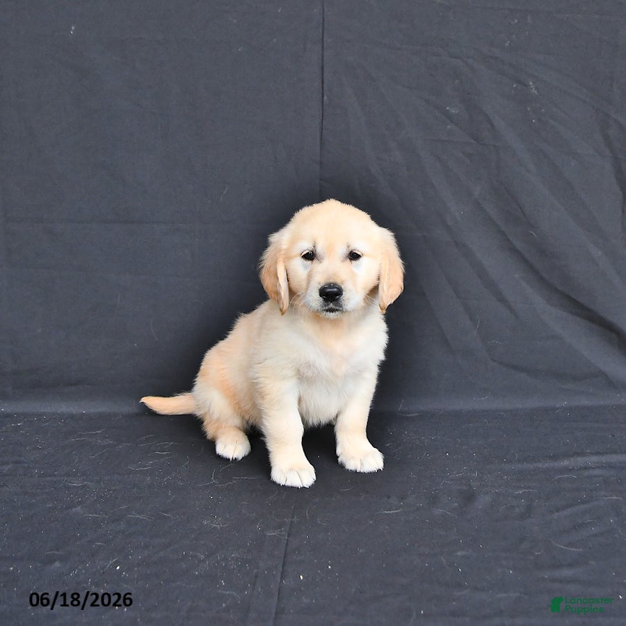 Golden Retriever dogs Jewelz     extra small - Ad 2