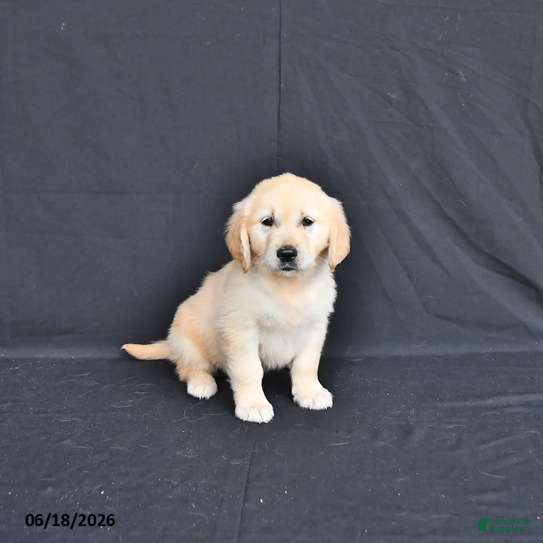 Golden Retriever dogs for sale: Jewelz     extra small - Ad 2