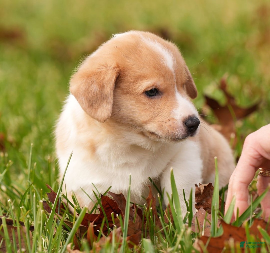 Welsh Corgi Pembroke dogs for sale: Bully - Ad 7