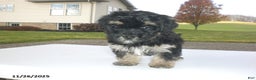 Yorkiepoo dogs for sale: Trent - Ad 7