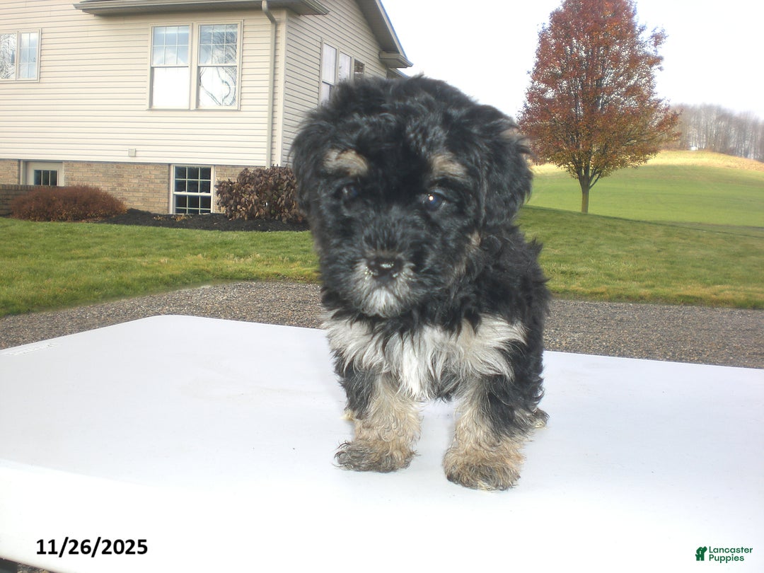 Yorkiepoo dogs for sale: Trent - Ad 7