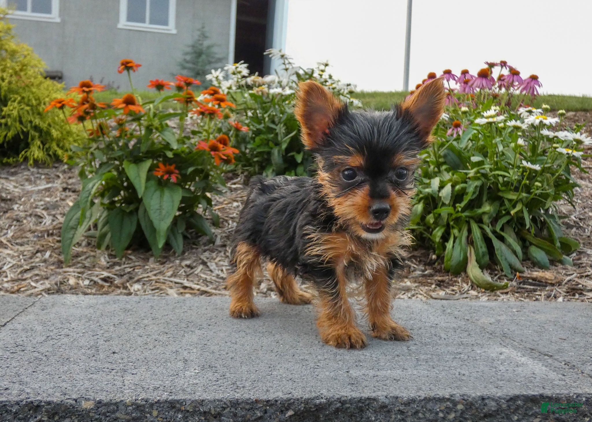 Yorkshire Terrier dogs Rexie - Ad 2