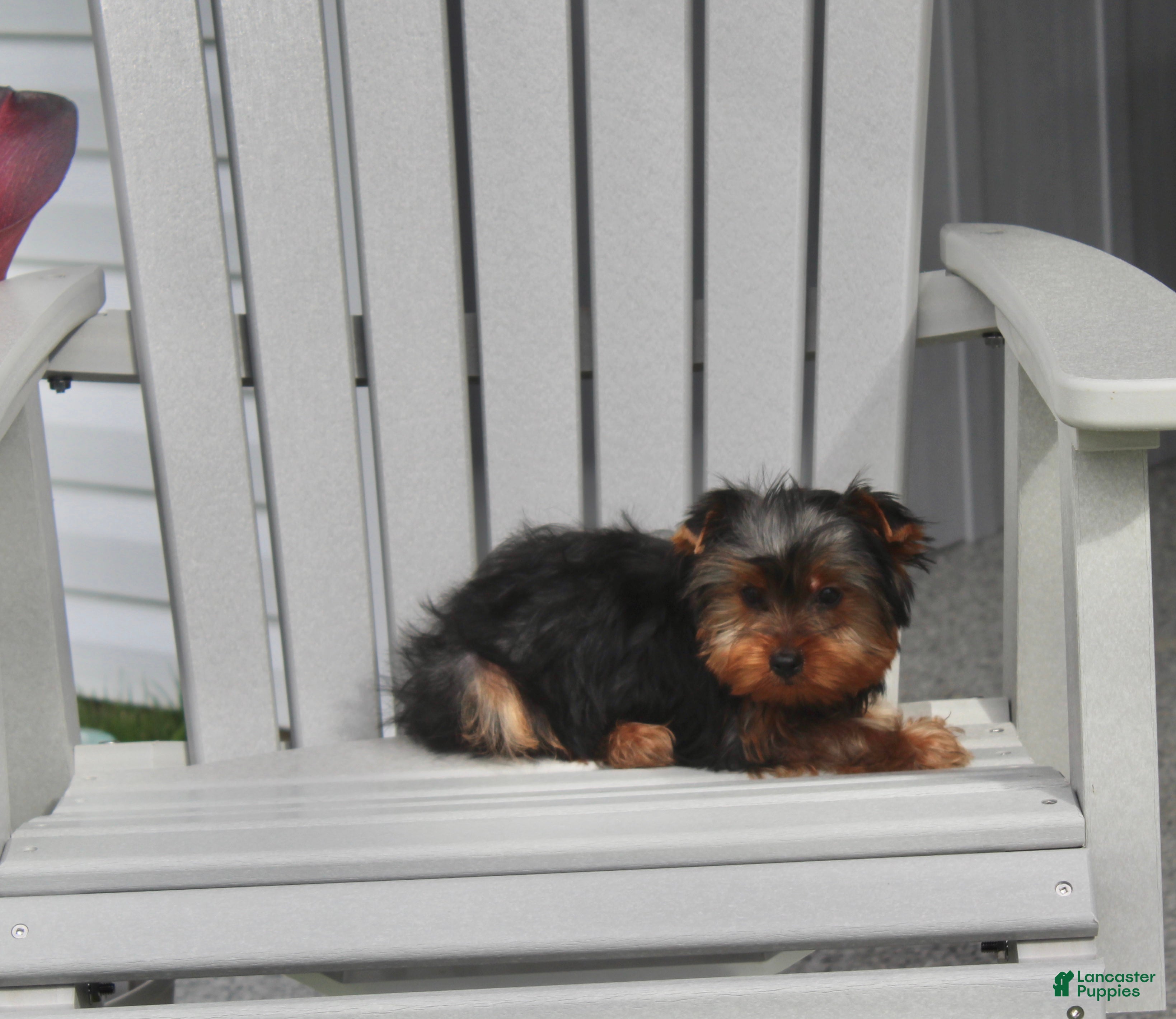 Yorkshire Terrier dogs Tinker - Ad 1