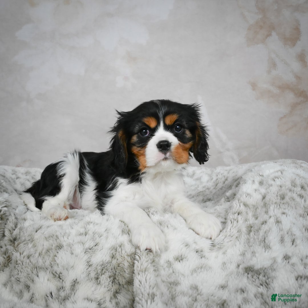 Cavalier King Charles Spaniel dogs for sale: Lincoln - Ad 3