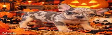 French Bulldog X American bully male 