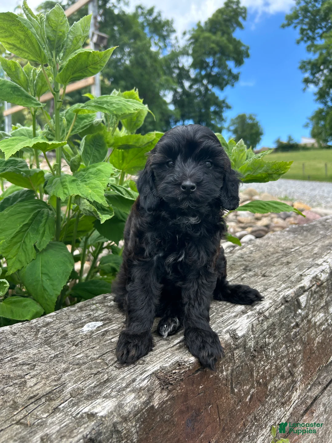 Mini Goldendoodle dogs for sale: Luna - Ad 2