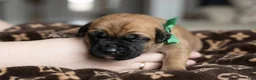 Cane Corso dogs for sale: Midnight Groove’s Mad At Fire - Ad 5