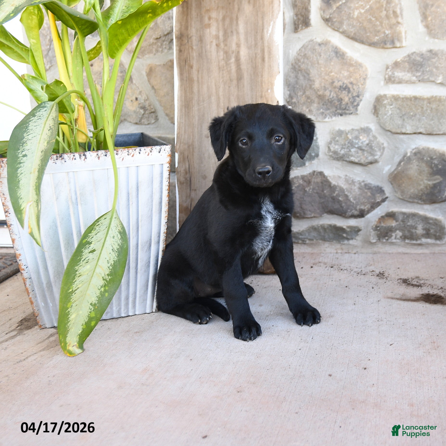 Mixed Breed dogs Rosie - Ad 2